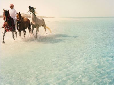 Pferde in Abu Dhabi