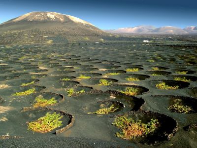 In der Region La Geria wachsen auf schwarzem Vulkanboden hellgrüne Weinreben aus dem vulkanischen Boden.