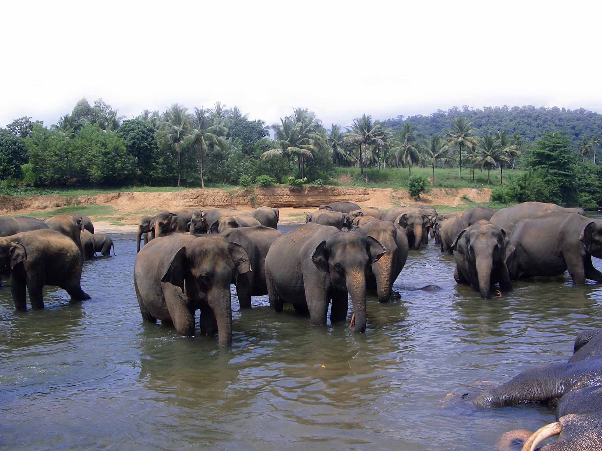 Im Elefantenwaisenhaus Pinnawela den Rüsselriesen beim Baden zuschauen.