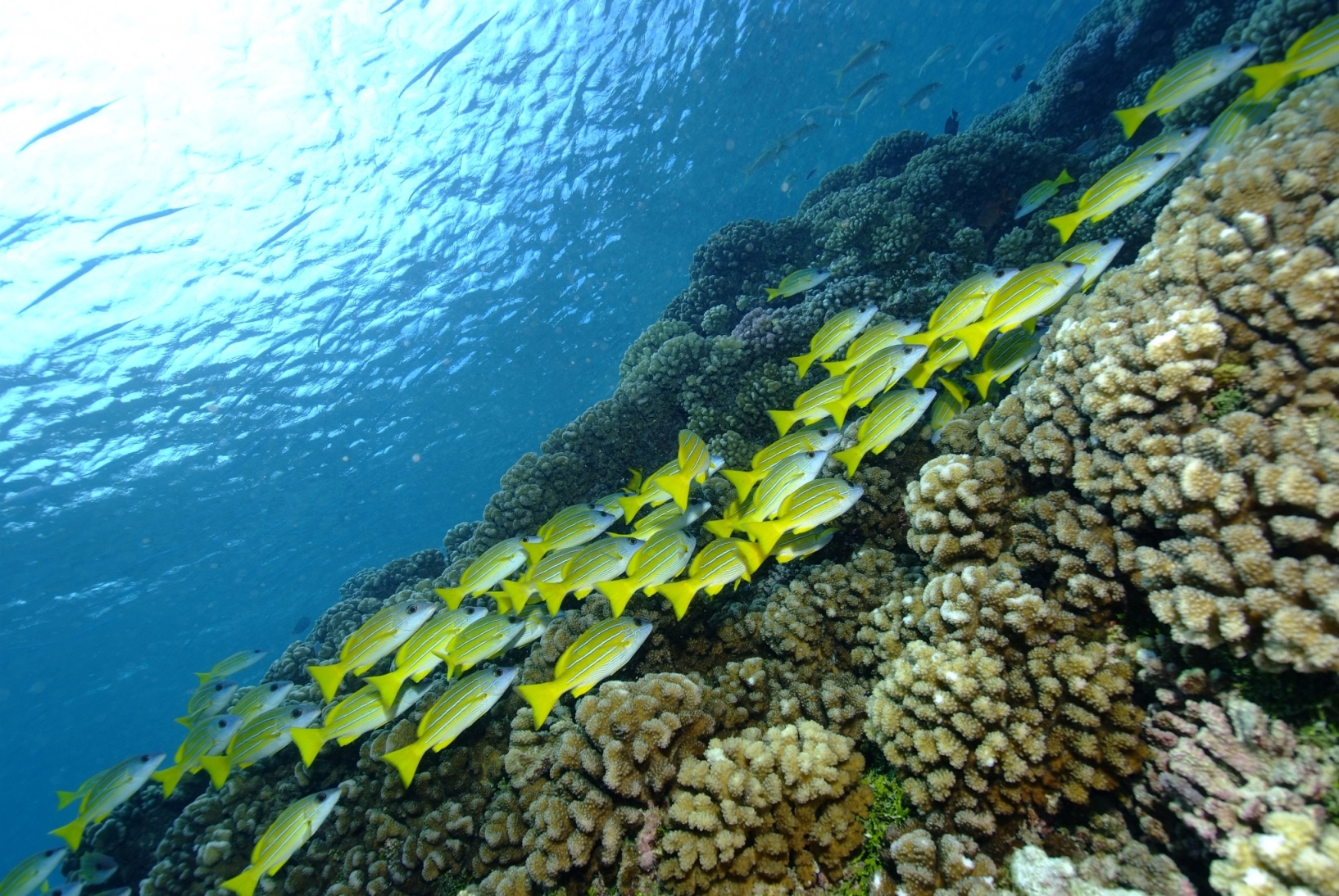 Die facettenreiche Unterwasserwelt von Thaiti und Französisch Polynesien.