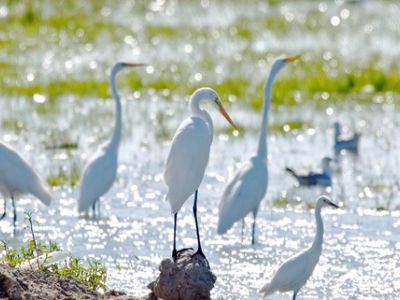 Wie für viele andere Vögel ist das Stillwater National Wildlife Refuge zeitweise das zu Hause der Kraniche