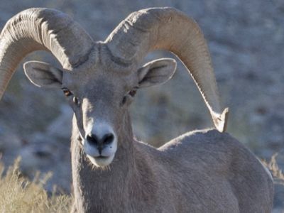 Wüstenbockschafe sind die offiziellen Säugetiere Nevadas und sind in der Mojave Wüste zuhause
