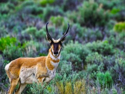 Die Gabelhornantilope ist mit bis zu 120 km/h das schnellste an Land lebende Tier Nordamerikas