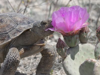 Die Wüstenschildkröten haben in Nevada sogar einen „offiziellen Sprecher“: Mojave-Max