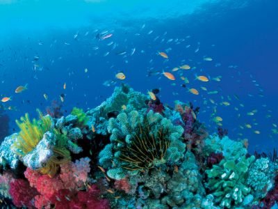 Australien: Im Great Barrier Reef tauchen ist ein unvergessliches Erlebnis