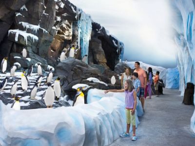 Pinguin-Kolonie der neuen Attraktion „Antarctica: Empire of the Penguin“ im Themenpark SeaWorld Orlando.