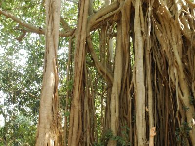 Yoga unter dem uralten Banyan Baum im SwaSwara.