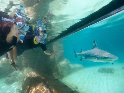 The Grand Reef in Discovery Cove: Auge in Auge mit Haien schnorcheln
