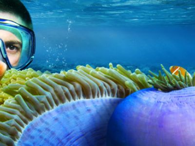 Australien / Great Barrier Reef: Prachtvolle Anemonen in kristallklarem Wasser