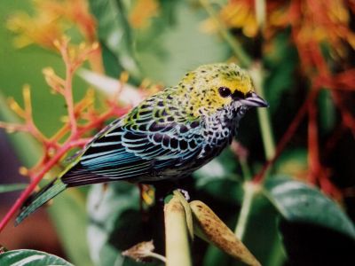 Gelbkopftangare (Speckled Tanager)