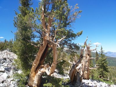 Der Great Basin National Park u.a. mit seinen bis zu Langlebige Kiefern (Pinus longaeva) welche bis zu 5000 Jahre alt wurden/werden.