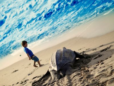 Lederschildkröten - Die größten Meeresschildkröten der Welt.