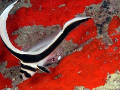 Juvenile Spotted Drumfish bzw. Tüpfel-Ritterfische vor den Inseln Trinidad und Tobago.