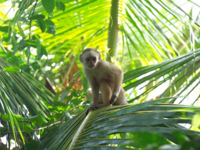Kapuzineraffe (Capuchin Monkey) auf Trinidad und Tobago.