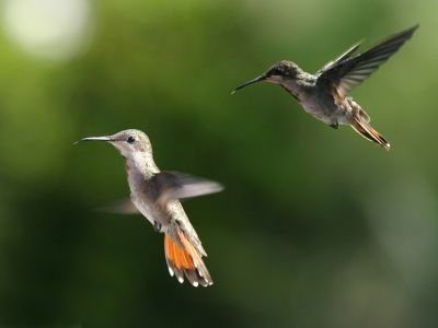 Kolibris auf Trinidad und Tobago.