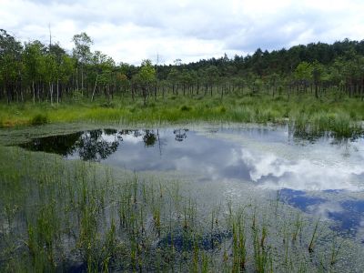 Kusowo-Moor in Westpommern (Polen).