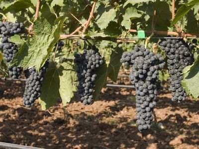 Den mallorquinischen Winzern bei ihrer Arbeit über die Schulter schauen oder sogar bei der Traubenernte mithelfen....