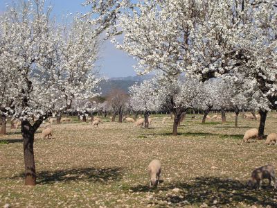 Mandelblüten in Mallorca.