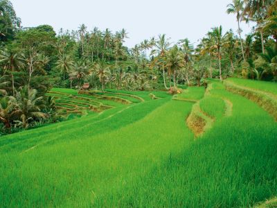 Die leuchtend grünen Reisterrassen von Jatiluwih gleichen Stufen zum Himmel.