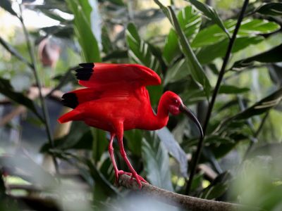Roter Scharlachsichler (auch Roter Sichler genannt) auf Trinidad und Tobago.