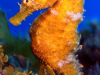 Seepferdchen - Lanzarote bietet eine abwechslungsreiche Unterwasserwelt mit einer vielfältigen Flora und Fauna.