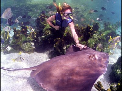 Einem Stachelrochen in Discovery Cove begegnen ist nichts ungewöhnliches.