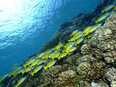 Die facettenreiche Unterwasserwelt von Thaiti und Französisch Polynesien.