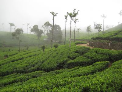 Endlos grüne Teefelder im zentralen Hochland Sri Lankas.