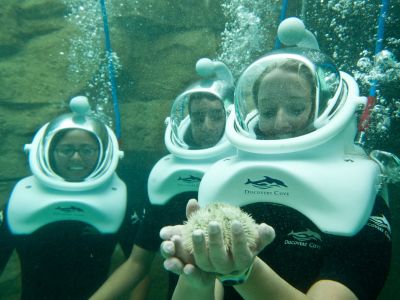 Beim Unterwasser-Spaziergang Seaventure in The Grand Reef ungewöhnlichen Meeresbewohnern begegnen.
