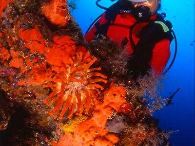 Die Unterwasserlandschaft Lanzarotes ist durch den vulkanischen Ursprung der Insel geprägt.