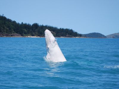 Weißes Walkalb in den Whitsundays.