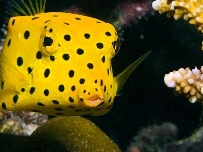 Box Fisch in der Unterwasserwelt der Malediven