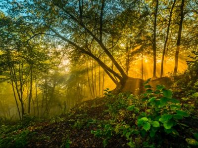 Litauischer Wald