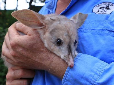 © Charleville Bilby Experience In Australien kommt zu Ostern kein Hase, sondern ein Bilby