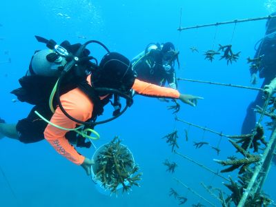 Korallen am Great Barrier Reef