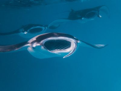 © Milaidhoo Island Maldives Exklusives Gewinnspiel für Gäste von Milaidhoo Island Maldives: