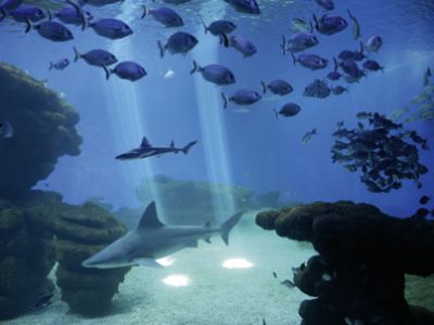 Palma Aquarium engagiert sich für Schutz von Haien