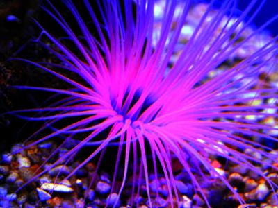 Palma Aquarium setzt erfolgreich auf Reproduktion von Korallen