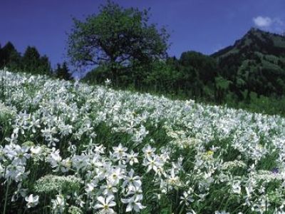 Frühlingserwachen im Genferseegebiet