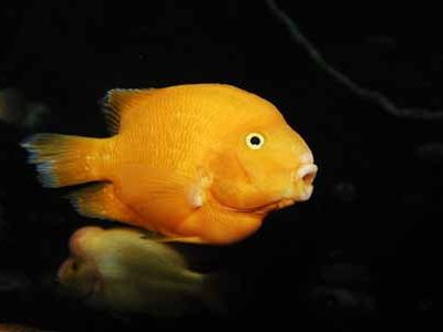 Das Palma Aquarium auf Mallorca lädt ein