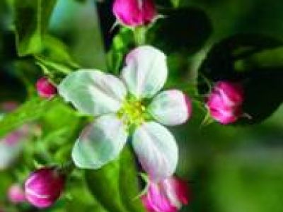 Lehrreiche Schnuppertour in Weiß-Rosa