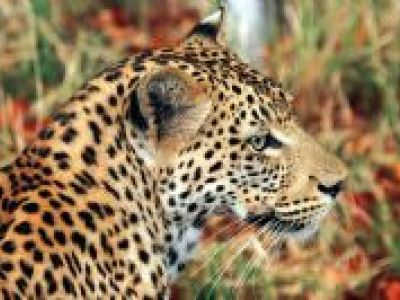 Botswana macht die Hochzeitsreise unvergesslich