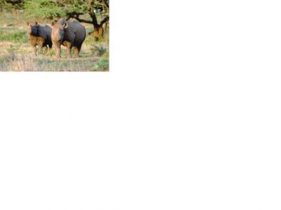 Tierisch schön: Botswana und Namibia
