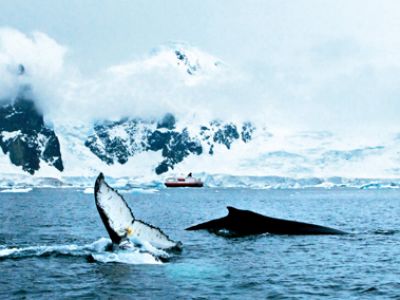 Neue Reisevarianten mit MS Fram im Antarktis-Programm