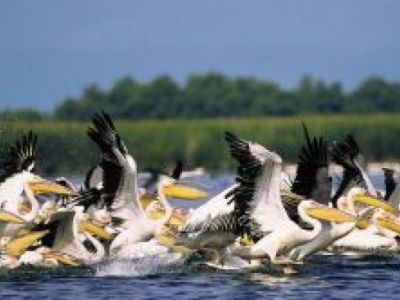Radeln im Reich der Pelikane