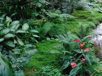 K&ouml;nigliche Gew&auml;chsh&auml;user, Br&uuml;ssel