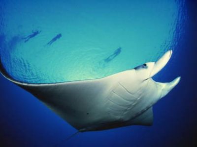 Mantarochen lieben das Addu Atoll