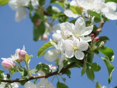 Frühling in Meran mit den Blütenfesttagen in Lana