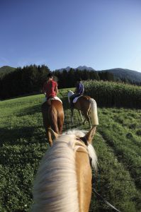 Voll auf Trab bei Hofe