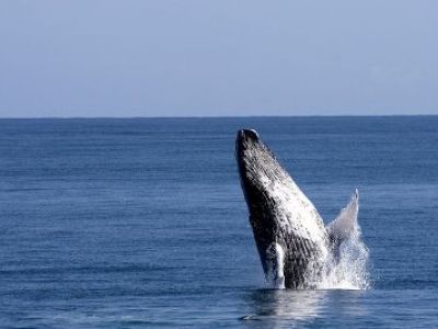 Die Dominikanische Republik sucht den Walflüsterer 2014